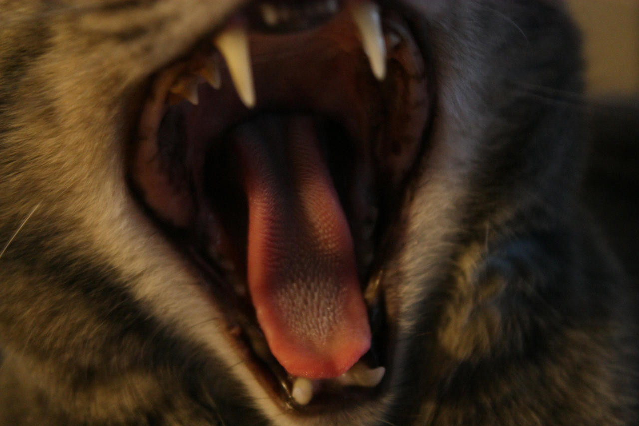 The Inside of a Cat's Mouth by Verenth on DeviantArt