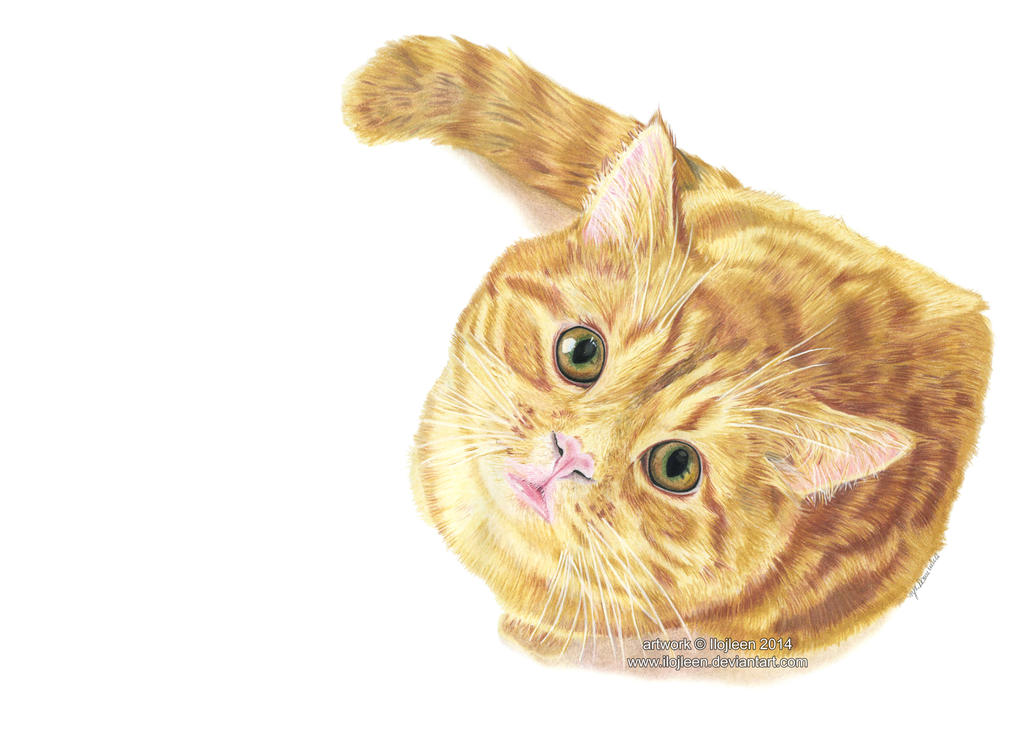 Ginger kitty drawing by Ilojleen on DeviantArt
