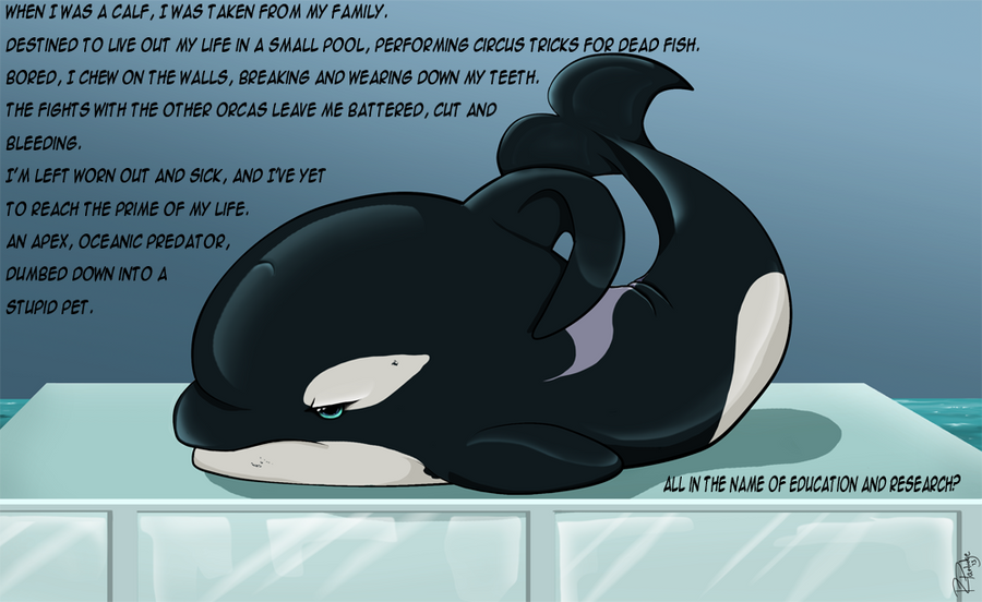 The negative effects of captivity to wild orcas