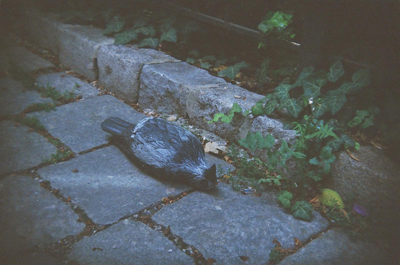 Wien in Holga 135BC: Carved Pigeon by neuroplasticcreative