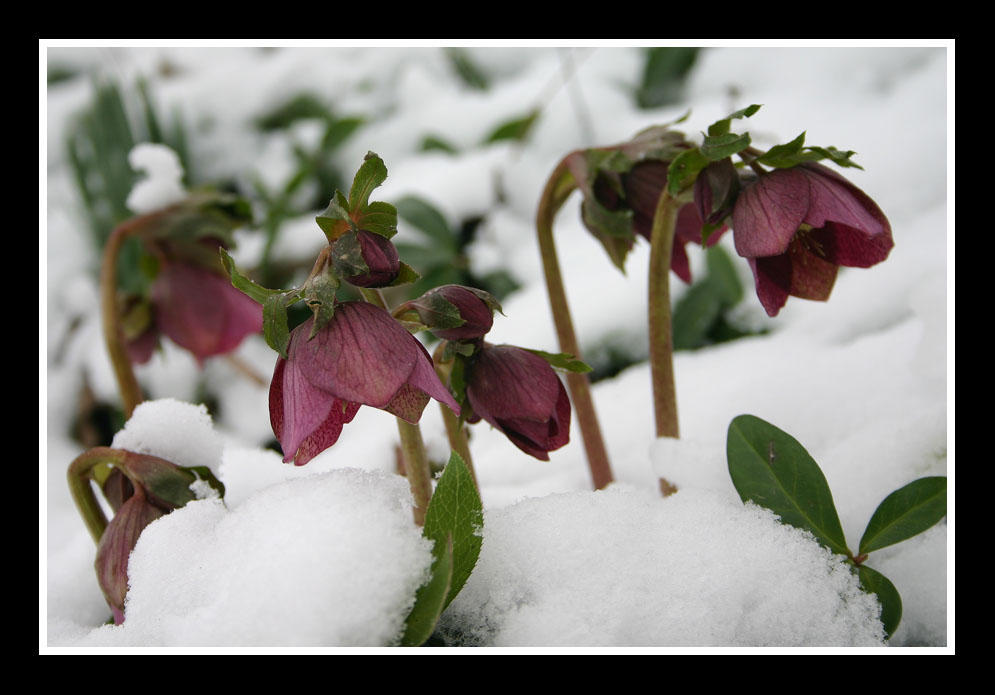 Helleborus in the snow by SmoothEyes on DeviantArt