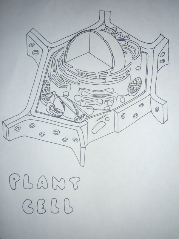 Plant Cell by Coastmist on DeviantArt