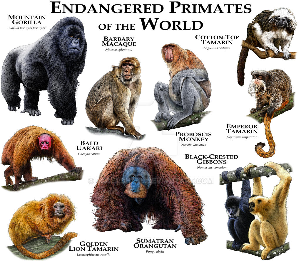 Tipos De Primates - SEONegativo.com