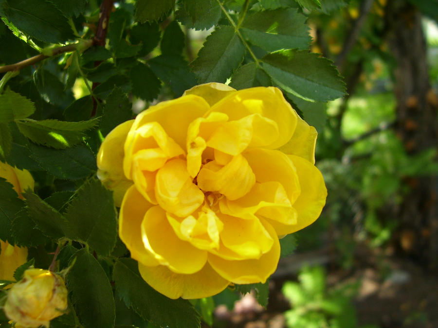 Harrison's Yellow Rose by hobbitpeddler on DeviantArt