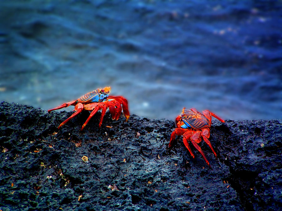Crab Fight by Deatant2 on DeviantArt