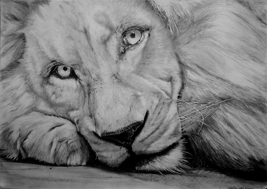 White Lion by DamianK-Art on DeviantArt